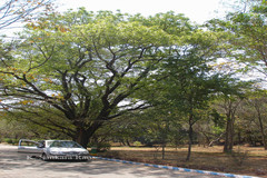 Swietenia macrophylla